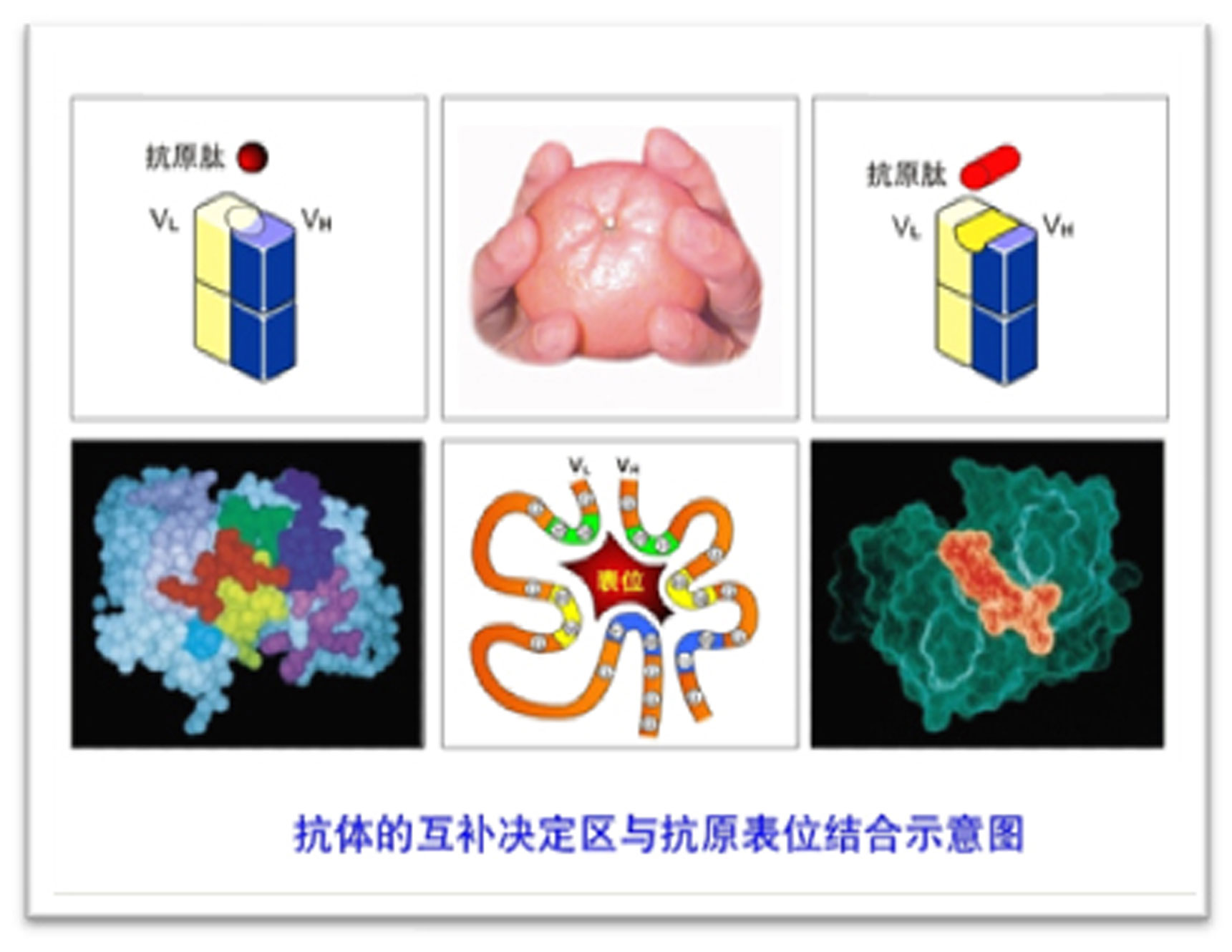 博奥森抗原抗体